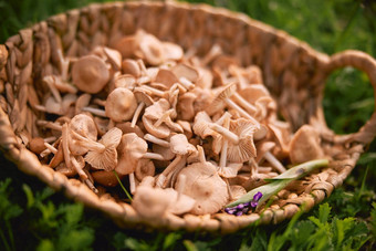 柳条篮子收集蘑菇自然