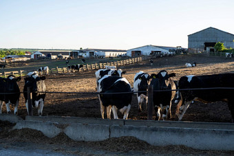 农业动物畜牧业概念牛农场乳制品牛吃新鲜的有户外农场牛棚挤奶牛吃有
