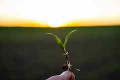 农民持有玉米发芽根研究植物增长检查年轻的绿色玉米玉米作物植物培养农业场