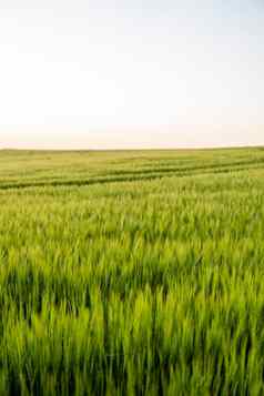 年轻的绿色大麦日益增长的农业场春天生谷物概念农业有机食物大麦发芽日益增长的土壤关闭发芽大麦日落