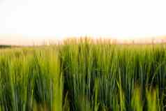 绿色大麦场阳光夏天农业谷物日益增长的肥沃的土壤