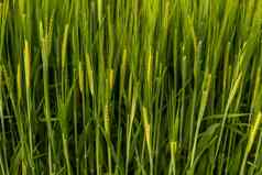 丰富的收获概念农业关闭多汁的新鲜的耳朵年轻的绿色大麦自然夏天场蓝色的天空背景成熟耳朵大麦场