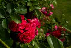 美丽的玫瑰黑暗背景郁郁葱葱的布什粉红色的玫瑰黑暗装饰图案浪漫的奢侈品背景壁纸