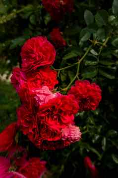 美丽的玫瑰黑暗背景郁郁葱葱的布什粉红色的玫瑰黑暗装饰图案浪漫的奢侈品背景壁纸