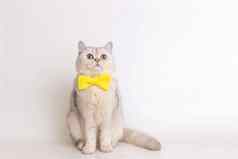 可爱的白色猫黄色的弓领带坐着白色背景