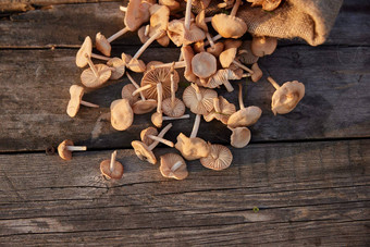 宏摄影蘑菇说谎木表格