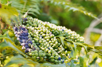 水果<strong>十大</strong>功劳植物