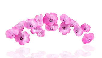 粉红色的花反射白色背景