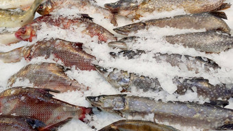 各种各样的新鲜的冷冻鱼说谎冰窗口<strong>超市</strong>