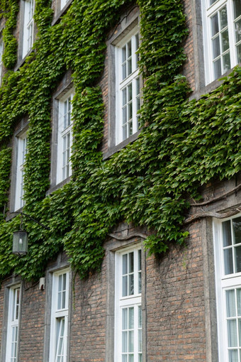 绿色墙砖建筑房子覆盖绿色叶子绿色体系结构生态结构生态友好的建筑垂直花园现代城市绿色树森林可持续发展的办公室绿色环境绿色概念