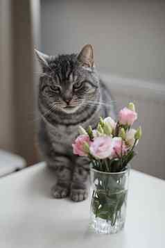 灰色的猫玫瑰玻璃花瓶首页虎斑猫肖像首页宠物可爱的小猫猫花首页可爱的苏格兰直猫在室内