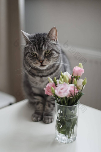 灰色的猫玫瑰玻璃花瓶<strong>首页</strong>虎斑猫肖像<strong>首页</strong>宠物可爱的小猫猫花<strong>首页</strong>可爱的苏格兰直猫在室内
