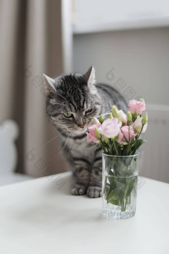 灰色的猫玫瑰玻璃花瓶首页虎斑猫肖像首页宠物可爱的小猫猫花首页可爱的苏格兰直猫在室内