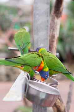 明亮的色彩斑斓的彩虹吸蜜鹦鹉清洗羽毛吃给料机