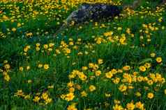 场金鸡菊生长状况黄色的花花园