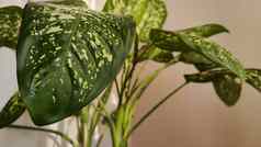 花叶万年青属植物能窗口窗帘室内光颜色背景植物绿色叶子织物