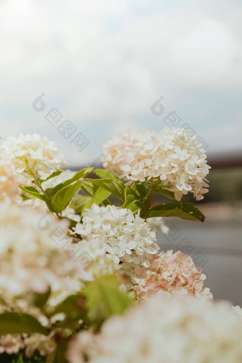 美丽的布鲁姆白色花绣球花macrophylla城市街粘土能布什盛开的粉红色的绣球花春天小镇装饰华沙波兰