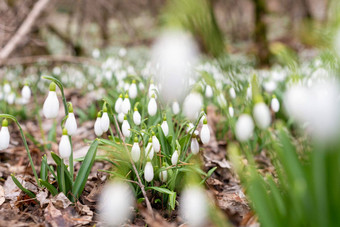 春天雪<strong>花</strong>莲雪<strong>花花花</strong>朵雪<strong>花</strong>莲雪<strong>花</strong>属Nivalis<strong>花</strong>2月雪<strong>花</strong>莲森林