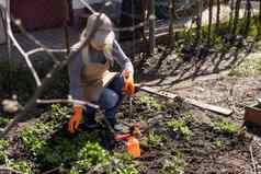 园丁手种植挑选蔬菜后院花园园丁手套准备土壤幼苗