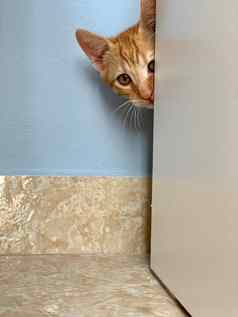 美丽的红色的小猫隐藏木衣柜
