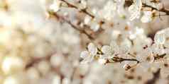 白色花樱桃开花樱桃树关闭开花白色花瓣樱桃花明亮的花场景自然照明壁纸背景问候卡复制空间