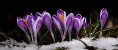 番红花花盛开的紫色的使雪早期春天特写镜头背景横幅