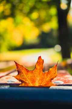 色彩斑斓的下降秋天叶子木板凳上视图秋天树叶公园森林金树叶子美丽的树黄色的叶子秋天森林路径散落秋天叶子