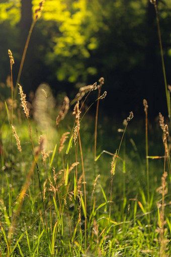 新鲜的绿色草耳朵大米光黄昏突发的风戏剧绿色草自然草地草慢慢地动摇风打击美丽的绿色摇摆草场放松浪漫的金夏天阳光发光