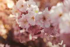 粉红色的紫罗兰色的花樱桃开花樱桃树关闭开花花瓣樱桃花明亮的花场景自然照明壁纸背景问候卡复制空间
