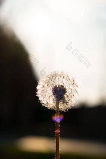 蒲公英开花日落毛茸茸的蒲公英灯泡横扫早....风吹阳光照射的农村白色毛茸茸的场蒲公英绿色背景模糊自然绿色自然