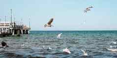 索波特molo码头最长的欧洲波罗的海海太阳海鸥飞行海滩波罗的海海波搜索食物假期假期