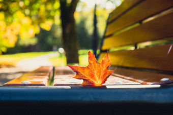 色彩斑斓的下降秋天叶子木板凳上视图秋天树叶公园森林金树叶子美丽的树黄色的叶子秋天森林路径散落秋天叶子