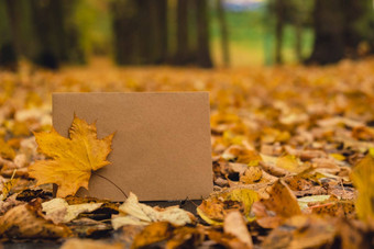 空地球音调信封模拟色彩斑斓的下降秋天叶子<strong>模板</strong>卡金树叶子美丽的树黄色的叶子秋天<strong>森林</strong>路径散落秋天叶子自然秋天景观