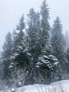 下降雪松树重降雪冬天密集的森林冷晚上垂直照片常绿松树覆盖新鲜的下降雪冬天山森林冷明亮的一天