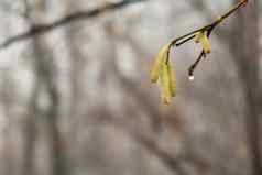 桦木分支机构肿金味蕾耳环覆盖滴早....雨滴模糊背景多雨的一天早期春天