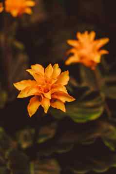 花装饰全球日益增长的春天花园橙色郁郁葱葱的花成长花圃明亮的春天花关闭生动的颜色壁纸