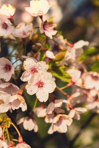 樱桃开花概念日本樱花花见春天布鲁姆美丽的日本树分支樱桃花朵可爱的粉红色的风景春天花樱花