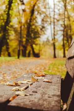 色彩斑斓的下降秋天叶子木板凳上公园视图秋天树叶森林金树叶子美丽的树黄色的叶子秋天森林路径散落秋天叶子自然秋天景观