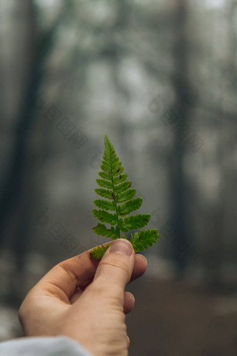 女人的手持有绿色蕨类植物叶子形状圣诞节树可怕的森林模糊背景概念环境自然保护生态可持续发展的发展