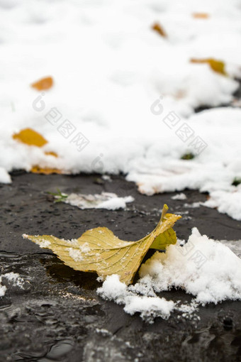 秋天下降叶子雪公共公园冬天<strong>季</strong>节美丽的充满<strong>活力</strong>的色彩斑斓的叶树叶白色冻雪12月复制空间问候卡壁纸