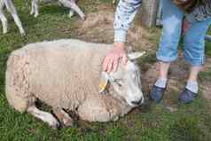 脂肪白色羊厚白色羊毛铺设绿色草