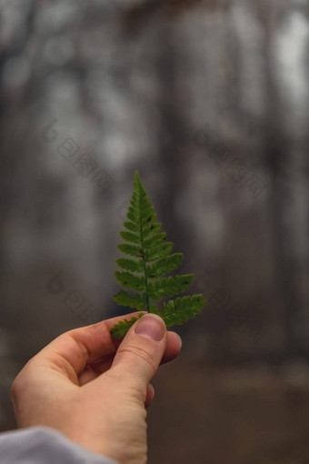 女人的手持有绿色蕨类植物叶子形状圣诞节树可怕的森林模糊<strong>背景</strong>概念环境自然保护生态可持续<strong>发展</strong>的<strong>发展</strong>