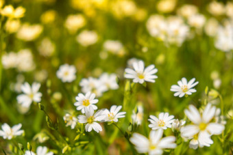 花圃美丽的白色花绿色草坪上背景集团精致的花期活跃的开花春天浪漫的自然背景生动的时刻生活背景