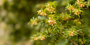 年轻的云杉松再生增长情节植树造林<strong>小年</strong>轻的松柏科的花视锥细胞日益增长的冷杉灌木