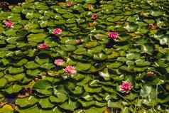 明亮的盛开的粉红色的水莲花花日益增长的郁郁葱葱的绿色叶子平静池塘红色的水莉莉莲花花吸引力池塘魔法特写镜头睡莲属花景观自然壁纸