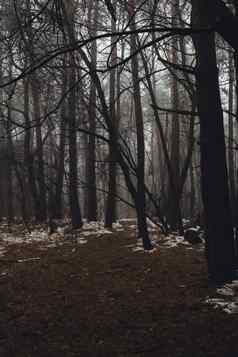 路通过可怕的神秘的森林绿色光雾冬天自然有雾的景观可怕的万圣节景观小道神秘的黑暗森林雾神奇的大气