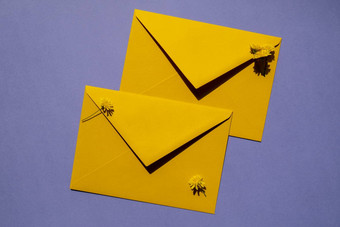 美丽的黄色的洋甘菊雏菊花邮政黄色的信封紫罗兰色的背景空纸请注意复制空间文本春天时间问候卡假期生动的颜色极简主义概念