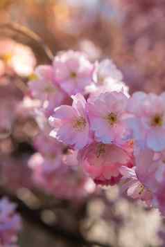 粉红色的紫罗兰色的花樱桃开花樱桃树关闭开花花瓣樱桃花明亮的花场景自然照明壁纸背景问候卡复制空间