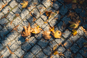 色彩斑斓的下降秋天叶子沥青路视图秋天树叶公园森林金树叶子美丽的树黄色的叶子秋天森林路径散落秋天叶子