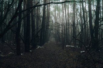 路通过<strong>可怕</strong>的神秘的森林绿色光雾冬天自然有雾的景观<strong>可怕</strong>的万圣节景观小道神秘的黑暗森林雾神奇的大气